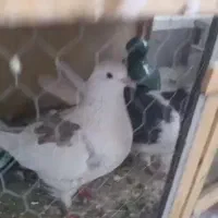 سه جفت کفتر با جوجه|پرنده|شهریار, شهرک عباس پور|دیوار