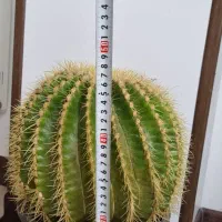 کاکتوس  اچینو