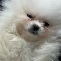 پامرانین خرسی عروسکی