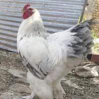 مرغ وخروس برهما