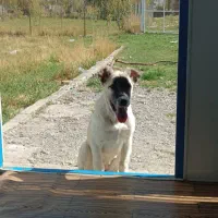 سگ سرابی ۵ماهه ماده قیمت ۴ تومن|سگ|ماکو, |دیوار