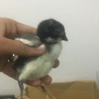 جوجه لاری فروشی کیفیت فول اصیل|حیوانات مزرعه|گنبد کاووس, |دیوار