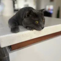 گربه بربتیش۷ ماهه انگل تراپی و واکسن زده