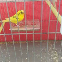 مرغ عشق مولد