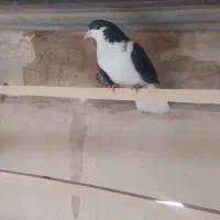 ماده پلاس|پرنده|قم, انسجام|دیوار