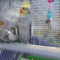 عروس هلندی به شرط جفت و تخم گذاری|پرنده|نسیمشهر, |دیوار