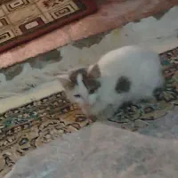 دوتا گربه ناز دستی