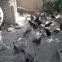 فرش مرغ