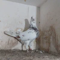 کبوتر|پرنده|مینودشت, |دیوار