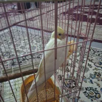 عروس هلندی دستی