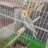 عروس هلندی سخنگو|پرنده|اسلام‌‌آباد غرب, |دیوار