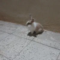 خرگوش|موش و خرگوش|سبزوار, هویزه|دیوار