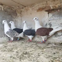 کبوتر پشتی دوکت آلمانی قره پلاکی ابلق نرو ماده جفت