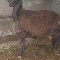 بره نر افشار|حیوانات مزرعه|خنداب, |دیوار