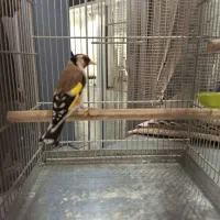 سهره نر فوق شرور مسابقه ایی جوجه امسال|پرنده|تهران, هرندی|دیوار