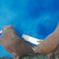 دستگاه جوجه کشی|لوازم جانبی حیوانات|مشهد, همت آباد|دیوار