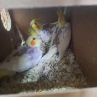 عروس هلندی لوتینو|پرنده|ری, فیروزآبادی|دیوار