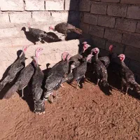 بوقلمون نر ۶ ماهه|حیوانات مزرعه|نیشابور, فردوسی جنوبی|دیوار