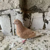 کفتر زرد|پرنده|تهران, خلازیر|دیوار