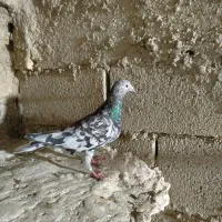 سرور پلاکی ماده|پرنده|شیراز, باغ تخت|دیوار