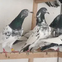 کبوتر ساعت سنگین|پرنده|رشت, تازه آباد|دیوار