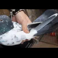کفتر گرو ساعت دورقمی تضمینی میدم