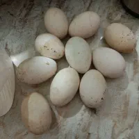 تخم غاز