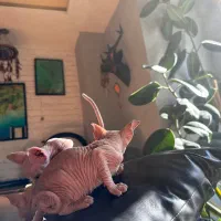 گربه (بدون مو)|گربه|آمل, |دیوار