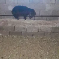 بره نر شیری مادرش مرده علف خور روغنی وبدردبخور