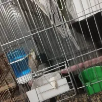 عروس هلندی مولد|پرنده|بیرجند, |دیوار