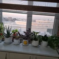 بره-بلوار-صفاییه-گذر-اصلی