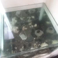 اکواریم معاوضه با عروس هلندی