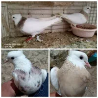 طوقی    زاغ   کاکلی