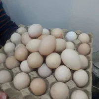 تخم مرغ رسمی ارگانیگ