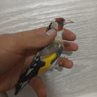 سهره دهن زن