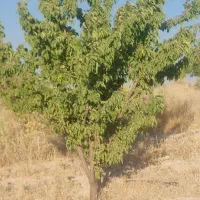 فروش-قطعه-زمین-باغی-و-باغ-6ساله-زیر-بار-شهرک-باغی