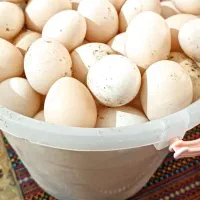 تخم مرغ محلی