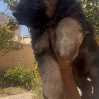 توله ژرمن|سگ|یزد, |دیوار