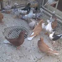پرنده