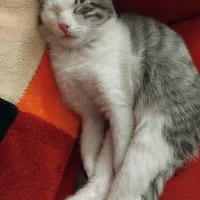 گربه|گربه|شیراز, فاضل|دیوار