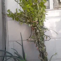 پدیلانتوس ۷۰۰