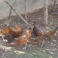 مرغ محلی تخم گزار|حیوانات مزرعه|مینودشت, |دیوار