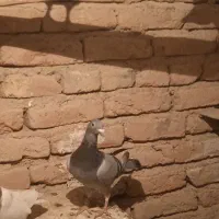 کبوتر|پرنده|خسروشاه, |دیوار