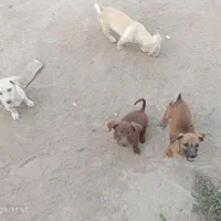 واگذاری 4چهارعددپاکوتا