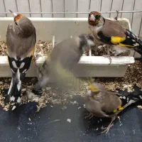 ۴ عدد سهره ۳عدد نر ۱ عدد ماده جوجه قفس|پرنده|وحیدیه, |دیوار