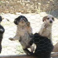 تول ۴ ماهه|سگ|ملایر, |دیوار