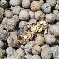 گردوی لرستان