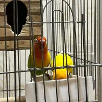 یک جفت طوطی برزیلی فیشر بالغ|پرنده|شهریار, شهریار|دیوار