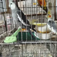 طوطی عروس هلندی جوجه سرلاکی تا بالغ