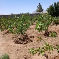 زمین-باغی-حاجی-آباد-شاهین-شهر